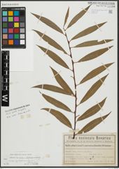 Foto von Salix alba subsp. vitellina (L.) Arcang. x Salix fragilis L.